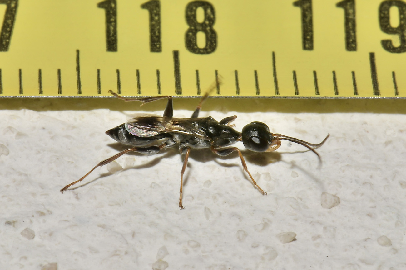 Cacciatore di Blatte. Ampulicidae; Ampulex fasciata